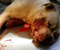 Άργος: Της σκότωσε τον σκύλο σουβλίζοντας τον μ’ ένα σίδερο