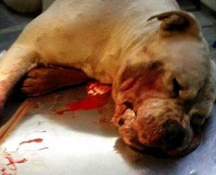 Άργος: Της σκότωσε τον σκύλο σουβλίζοντας τον μ’ ένα σίδερο