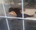 Χίος: Συνέλαβαν 25χρονο γιατί κακοποίησε με την αδιαφορία του μέχρι θανάτου τον σκύλο του