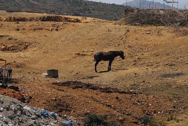 Κατάσχεσαν τα ιπποειδή και απελευθέρωσαν τα αγριοπούλια που βασάνιζε κτηνοτρόφος στην Χίο