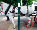 Καλά στην υγεία του το άλογο που με πληγές στα πόδια μεταφέρει «ρομαντικούς» στην Κηφισιά