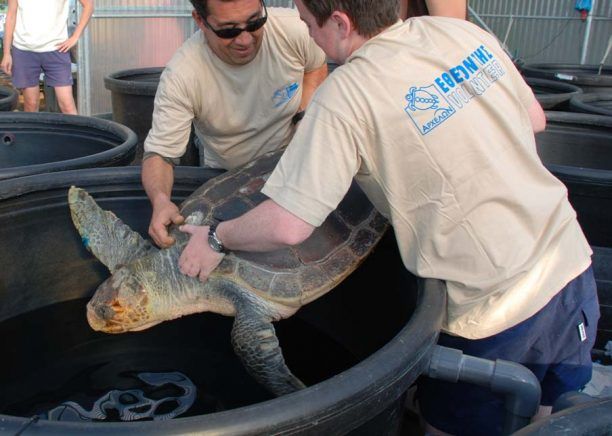 Ο ΑΡΧΕΛΩΝ απελευθερώνει σήμερα την θαλάσσια χελώνα Ραφαήλ μετά από ένα χρόνο νοσηλείας