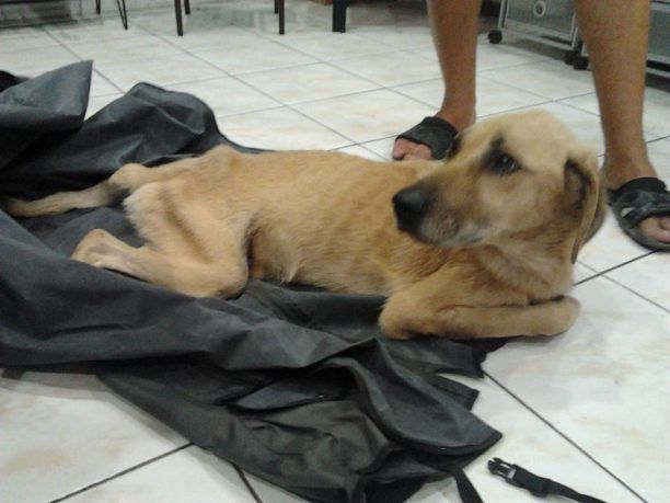 Άργος: Βρήκαν τον ανάπηρο σκύλο πεταμένο σε κάδο με το κεφάλι του κλεισμένο σε τσουβάλι