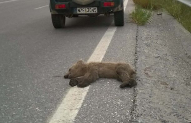 Άλλο ένα αρκουδάκι νεκρό σε τροχαίο στο Αμύνταιο Φλώρινας