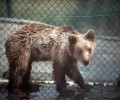 Δεν θα επανενταχθεί στο φυσικό του περιβάλλον το αρκουδάκι που πυροβολήθηκε στο Μέτσοβο