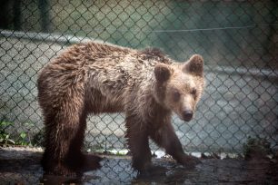 Δεν θα επανενταχθεί στο φυσικό του περιβάλλον το αρκουδάκι που πυροβολήθηκε στο Μέτσοβο