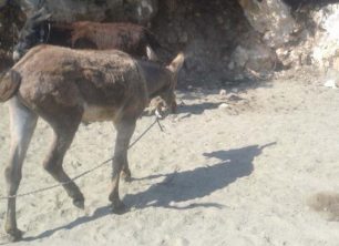 Θα δικαστεί για την κακοποίηση των δύο γαϊδουριών που είχε στον Γιούχτα Ηρακλείου Κρήτης