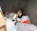 Χαϊδάρι: Πέταξε τη γάτα παράλυτη αλλά ζωντανή στον κάδο σκουπιδιών!