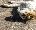 Βάζουν τα σκυλιά τους να κομματιάζουν τις γάτες στην Πανεπιστημιούπολη Αθηνών στου Ζωγράφου