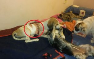 Βελτιώνεται καθημερινά η υγεία της σκυλίτσας που γδάρθηκε ζωντανή στην Ιεράπετρα