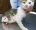 Έσωσαν το γατάκι που περιφερόταν με το αγκίστρι καρφωμένο στην κοιλιά του στην Καρδιτσομαγούλα
