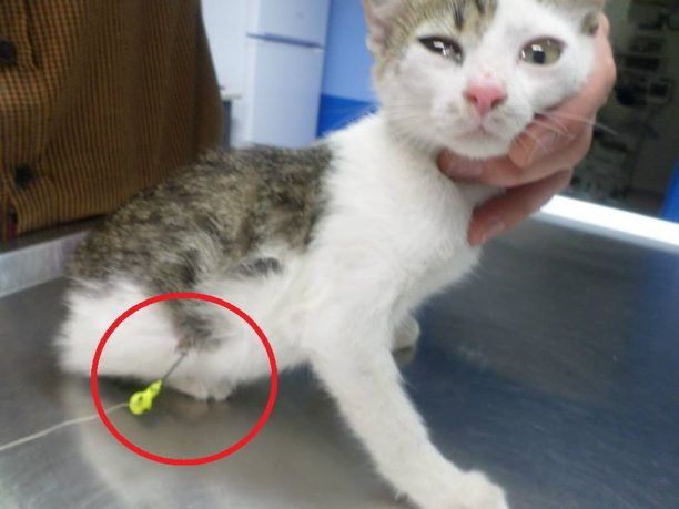 Έσωσαν το γατάκι που περιφερόταν με το αγκίστρι καρφωμένο στην κοιλιά του στην Καρδιτσομαγούλα