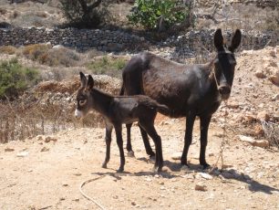 Σε άθλιες συνθήκες ζουν τα ζώα στον παράνομο Δημοτικό Ζωολογικό Κήπο της Κάσου