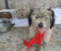 Καβάσιλα Ημαθίας: Έκλεισε σε τσουβάλι τα 3 σκυλιά και τα πέταξε στο χαντάκι για να πεθάνουν