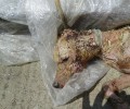 Πέθανε ο σκύλος που περιφερόταν σαν ζωντανό σκιάχτρο στην Κομοτηνή
