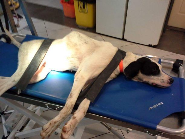 Έκκληση για τη σωτηρία της σκυλίτσας που πυροβόλησαν και χτύπησαν με Ι.Χ. στην Λαμία