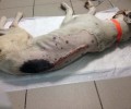 Πυροβολημένη από 3 διαφορετικά όπλα είναι η σκυλίτσα που βρέθηκε παράλυτη στη Λαμία