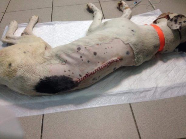 Πυροβολημένη από 3 διαφορετικά όπλα είναι η σκυλίτσα που βρέθηκε παράλυτη στη Λαμία