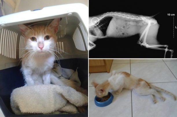 Μελίσσια Αττικής: Η γάτα έμεινε ανάπηρη επειδή κάποιος την πυροβόλησε με αεροβόλο (βίντεο)