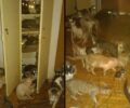90 άρρωστες γάτες και ένας σκύλος σε άθλιες συνθήκες σε διαμέρισμα συλλέκτριας στο Μοσχάτο Αττικής