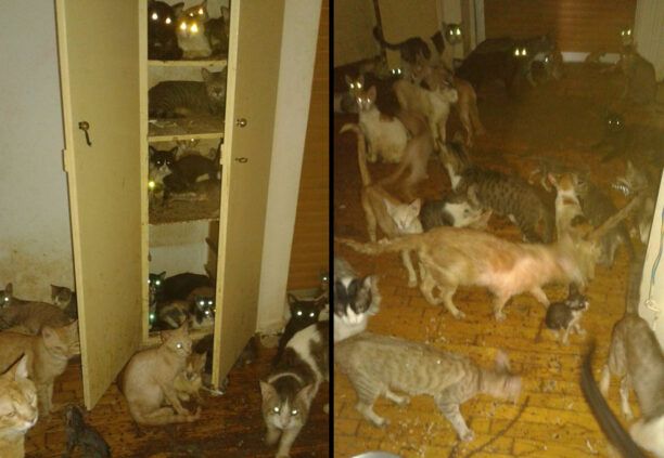 90 άρρωστες γάτες και ένας σκύλος σε άθλιες συνθήκες σε διαμέρισμα συλλέκτριας στο Μοσχάτο Αττικής