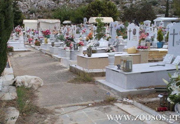 Απαγορεύει τη σίτιση αδέσποτων ζώων στο Δημοτικό Νεκροταφείο Ζωγράφου