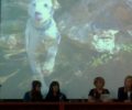 Δεσμεύτηκαν να σταματήσουν τα εγκλήματα εις βάρος των ζώων στην Κρήτη (βίντεο)