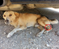 Δεμένο με σπασμένα τα πόδια και πυροβολημένο το αδέσποτο σκυλί στη Ράχη Άρτας