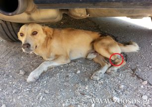 Δεμένο με σπασμένα τα πόδια και πυροβολημένο το αδέσποτο σκυλί στη Ράχη Άρτας
