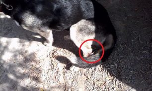 Τρύπησε το πόδι του σκύλου με ορειβατικό γάντζο για να τον βασανίσει στο Σαραντάρι Χερσονήσου