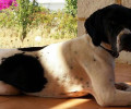 Χάθηκε σκυλίτσα στον Ανισσαρά Χερσονήσου στην Κρήτη