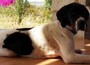Χάθηκε σκυλίτσα στον Ανισσαρά Χερσονήσου στην Κρήτη