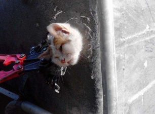 Χαλκίδα: Οι πυροσβέστες έκοψαν τον κάδο για να σώσουν το γατάκι