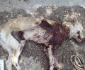 Σκότωσε τον σκύλο σέρνοντας τον στην άσφαλτο στο Χανόπουλο Άρτας