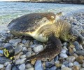 Άλλη μια θαλάσσια χελώνα νεκρή στη Νάξο