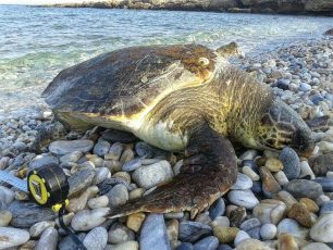 Άλλη μια θαλάσσια χελώνα νεκρή στη Νάξο