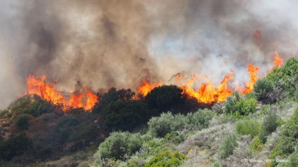 Κινδύνευσε το «σπίτι της καρέτα» από την πρόσφατη πυρκαγιά στη Ζάκυνθο