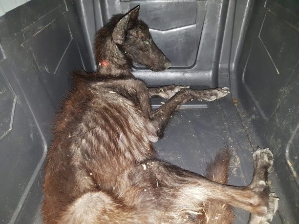 Πέθανε το σκυλί που περιφερόταν σκελετωμένο και πολύ άρρωστο στην Ανατολή Λασιθίου (βίντεο)