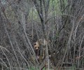 «Ξεσπίτωσαν» την αρκούδα από το Τσοτύλι Κοζάνης για να τη γλυτώσουν από τους ανθρώπους… (βίντεο)