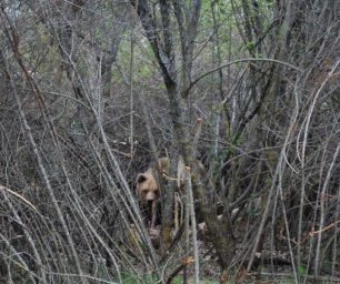 Απομάκρυναν την αρκούδα και τα μικρά της από τον οικισμό στο Τσοτύλι Κοζάνης