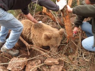 Έσωσαν την αρκούδα που παγιδεύτηκε σε θηλιά κυνηγών στο Παλαιόκαστρο Κοζάνης