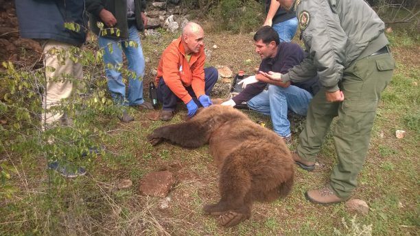 Έσωσαν την αρκούδα που παγιδεύτηκε σε θηλιά των κυνηγών στην Σιάτιστα Κοζάνης (βίντεο)