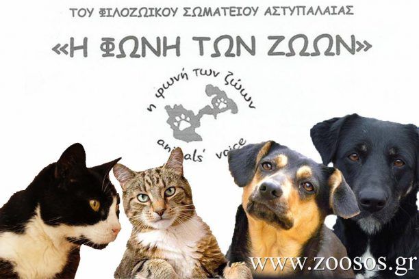 Στειρώσεις αδέσποτων ζώων στην Αστυπάλαια από την ANIMAL ACTION