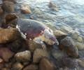 Νεκρή καρέττα καρέττα στην παραλία Ελιά Λακωνίας