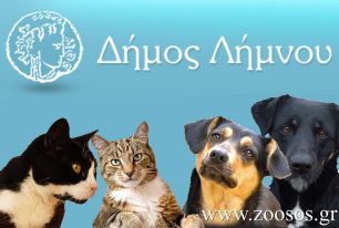 Υποχρεωτική δήλωση κατοικίδιων σκυλιών και γατιών στο μητρώο του Δήμου Λήμνου