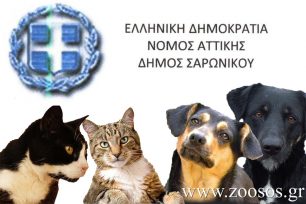 Δωρεάν στειρώσεις και θεραπείες αδέσποτων σκυλιών από τον Δήμο Σαρωνικού