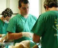 Εθελοντές κτηνίατροι στείρωσαν δωρεάν 222 αδέσποτα στην Δράμα