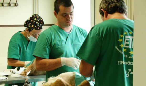 Εθελοντές κτηνίατροι στείρωσαν δωρεάν 222 αδέσποτα στην Δράμα
