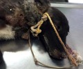 Δροσιά Εύβοιας: Έδεσε τον σκύλο με σχοινί και σύρμα και τον έσυρε στην άσφαλτο για να τον εξοντώσει