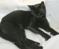 Χάθηκε μαύρη γάτα στη Νέα Σμύρνη Αττικής